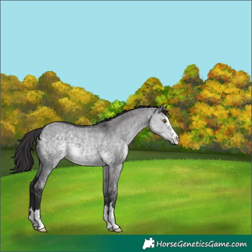Horse Color:Platinum Buckskin Dun 