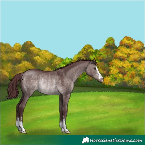 Horse Color:Platinum Chocolate Brown Dun Rabicano 