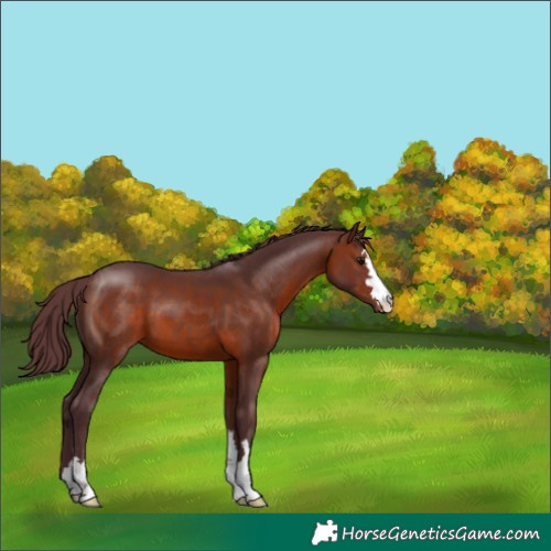 Horse Color:Chocolate Bay Varnish 