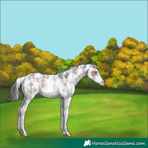 Horse Color:Brown Sabino Rabicano 