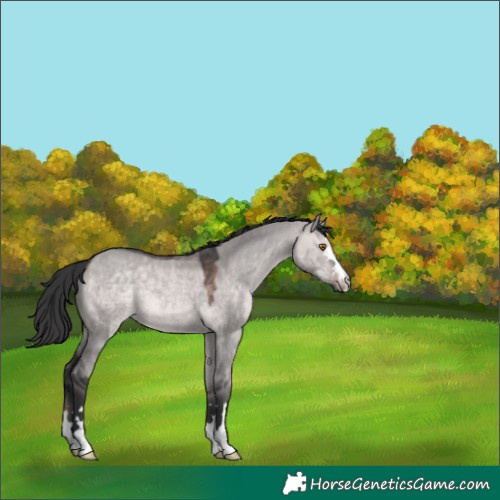 Horse Color:Platinum Bay Dun 