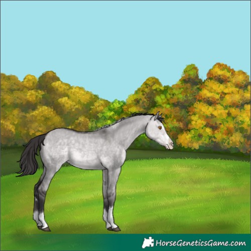 Horse Color:Platinum Buckskin Dun 