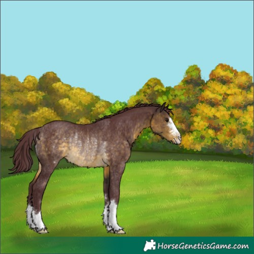 Horse Color:Chocolate Buckskin Rabicano 