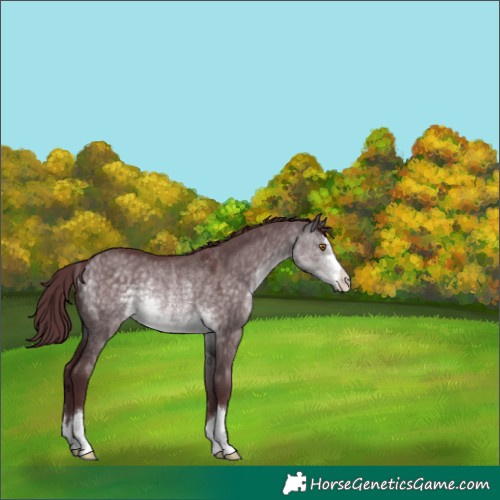 Horse Color:Platinum Chocolate Buckskin Dun Rabicano 