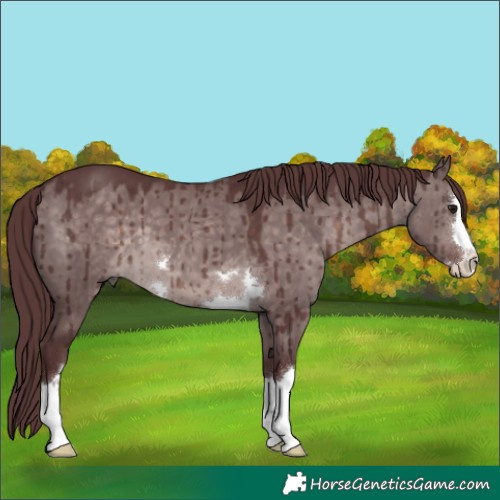 Horse Color:Platinum Chocolate Brown Dun Brindle 