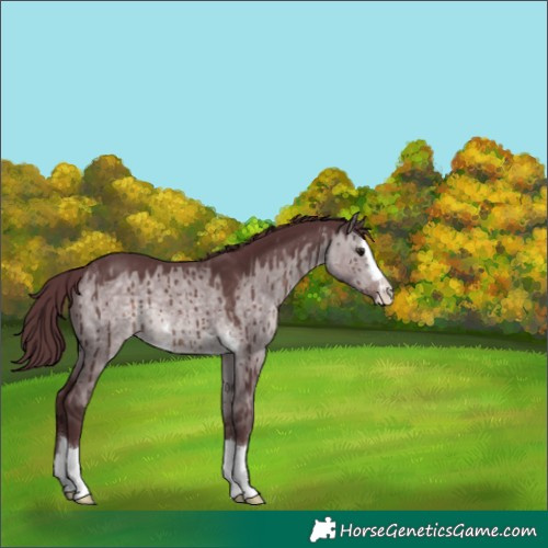 Horse Color:Platinum Chocolate Brown Dun Brindle 