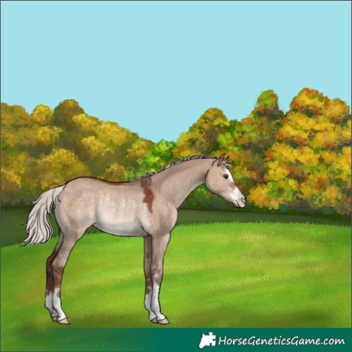 Horse Color:Chocolate Silver Brown Dun Rabicano 