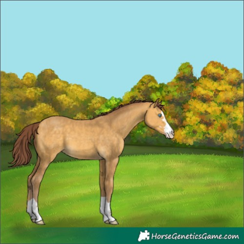 Horse Color:Chocolate Sable Cream Champagne 