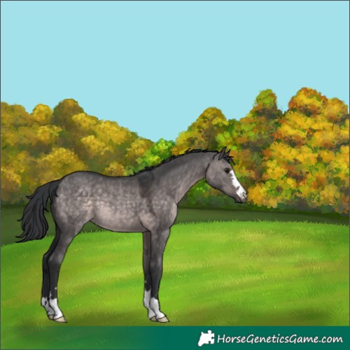 Horse Color:Platinum Brown Dun 