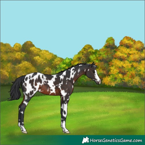 Horse Color:White Spotted Brown Blanket 