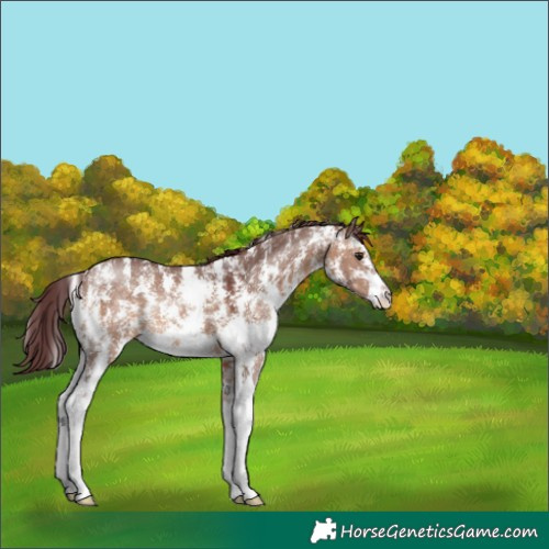 Horse Color:Chocolate Brown Dun Sabino Rabicano 