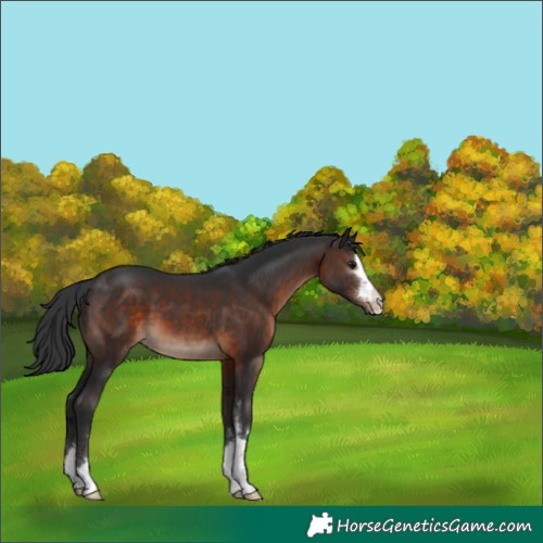 Horse Color:Brown 
