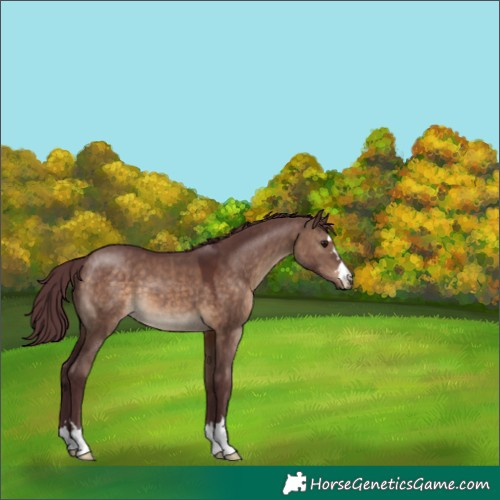 Horse Color:Chocolate Brown Dun 