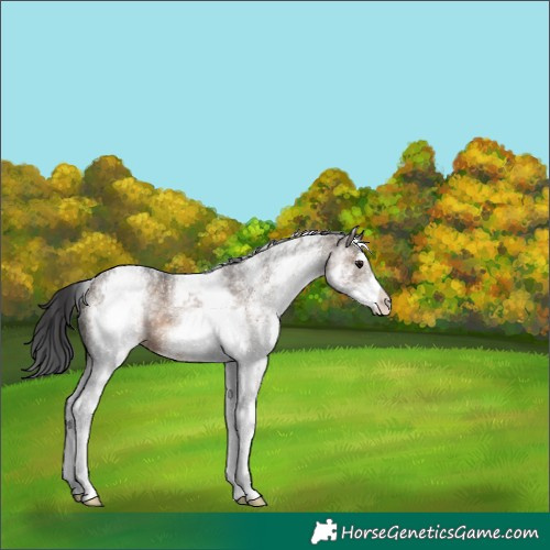 Horse Color:White Spotted Brown Dun 