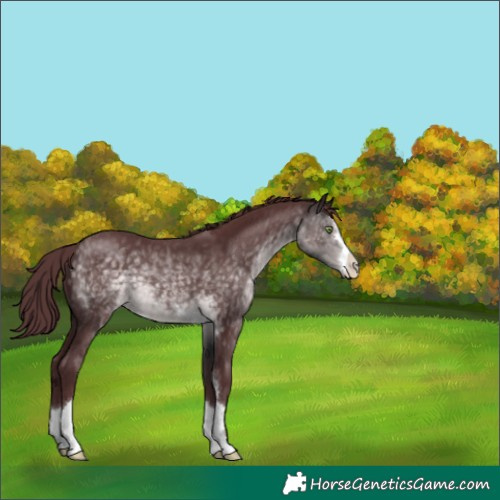 Horse Color:Platinum Chocolate Buckskin 