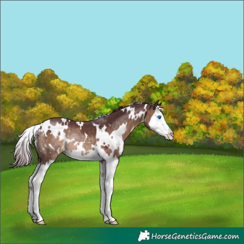 Horse Color:White Spotted Chocolate Brown Dun Splash Rabicano 