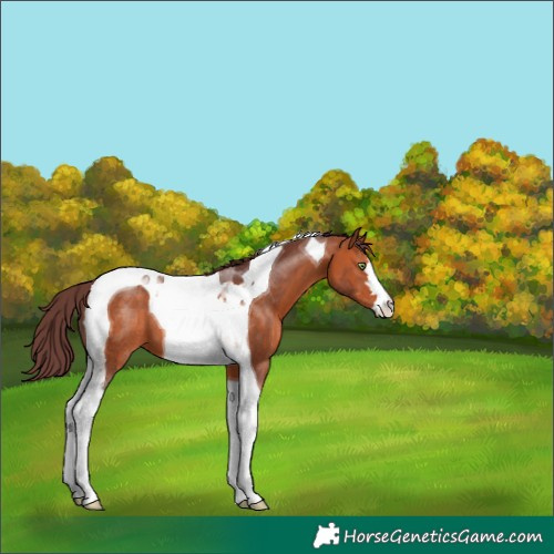 Horse Color:Chocolate Bay Tobiano 