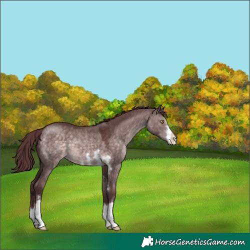 Horse Color:Platinum Chocolate Brown Dun 