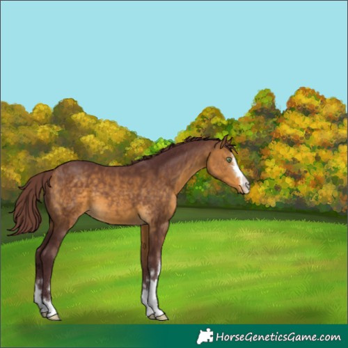 Horse Color:Chocolate Buckskin 