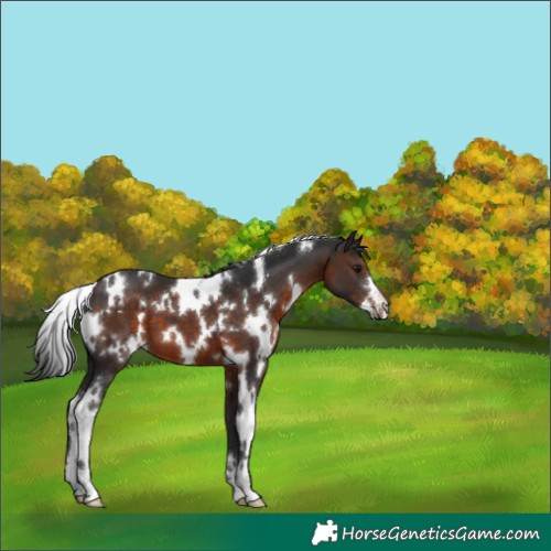 Horse Color:White Spotted Brown 