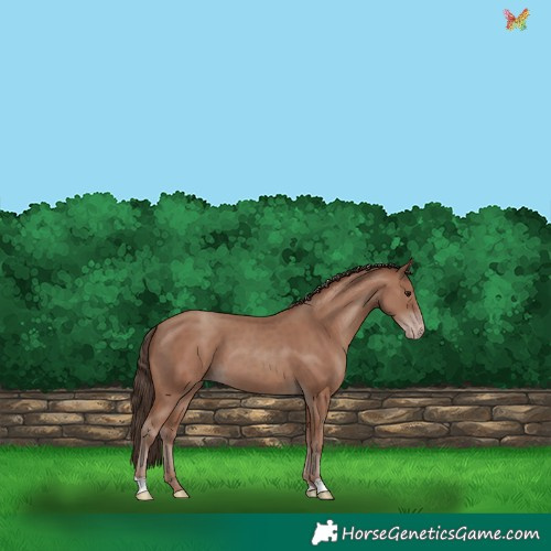 Horse Color:Classic Champagne 