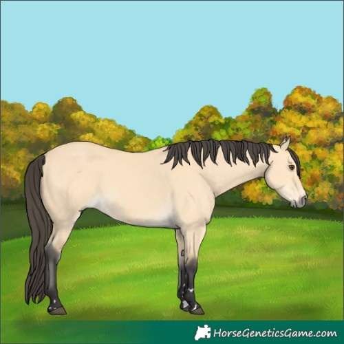 Horse Color:Buckskin Dun