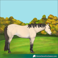 Horse Color:Buckskin Dun 