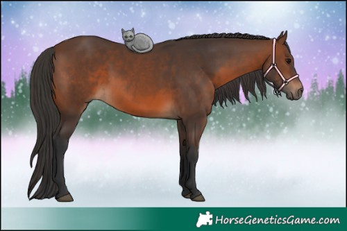 Horse Color:Brown 