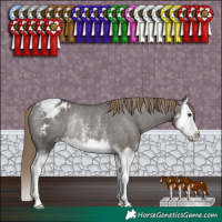 Horse Color:Smoky Grullo Sabino Splash Blanket Rabicano