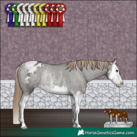 Horse Color:Smoky Grullo Sabino Splash Appaloosa Rabicano 