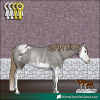 Horse Color:Smoky Grullo Sabino Splash Appaloosa Rabicano 