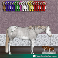 Horse Color:Smoky Grullo Sabino Splash Appaloosa Rabicano 