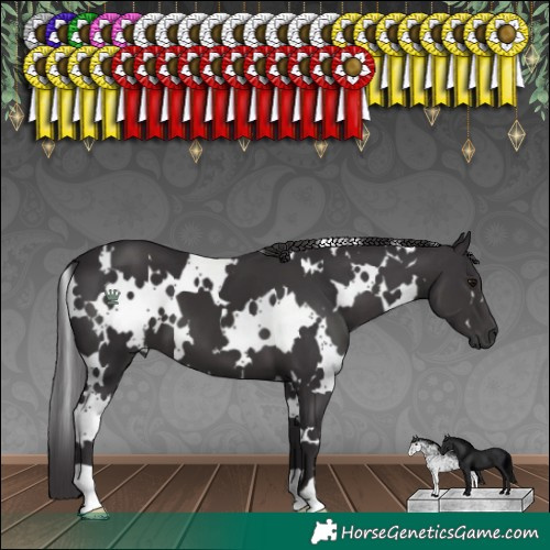 Horse Color:White Spotted Smoky Black 