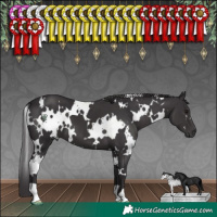 Horse Color:White Spotted Smoky Black
