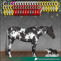 Horse Color:White Spotted Smoky Black 