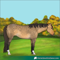 Horse Color:Buckskin Dun 