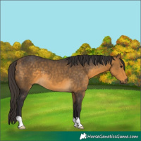Horse Color:Buckskin 