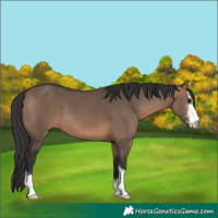 Horse Color:Brown Dun Sabino 