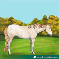 Horse Color:Smoky Black Pearl Sabino Blanket