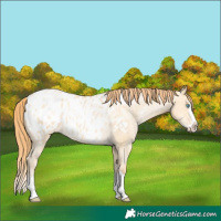 Horse Color:Buckskin Pearl Dun Sabino Splash Blanket 