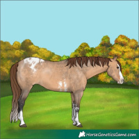 Horse Color:Bay Dun Sabino Splash Appaloosa 