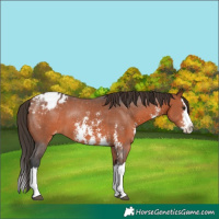 Horse Color:Bay Sabino Splash Appaloosa 