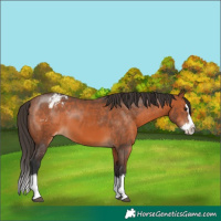 Horse Color:Bay Sabino Splash Appaloosa 