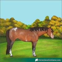Horse Color:Bay Sabino Varnish 
