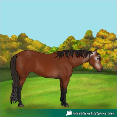 Horse Color:Gray Bay 