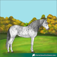 Horse Color:Gray White Spotted Black  and Gray White Spotted Black Rabicano 