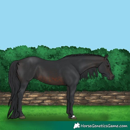 Horse Color:Brown 