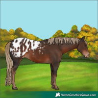 Horse Color:Liver Chestnut Appaloosa 