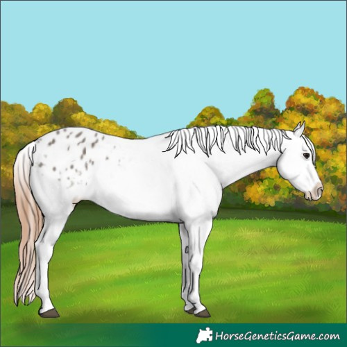 Horse Color:Grullo Varnish 