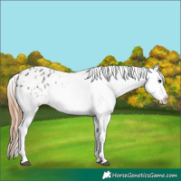Horse Color:Grullo Appaloosa 